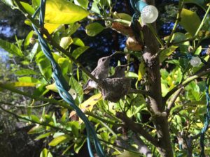 Hummingbird Nest in the JGG Tree