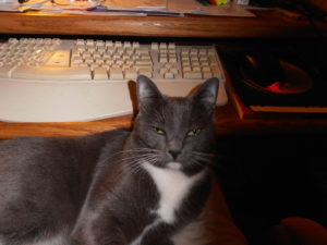 Mittens in James' office